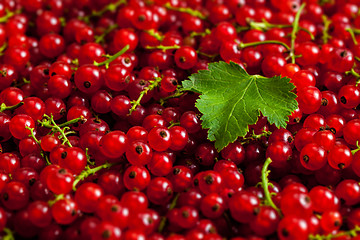 Image showing Redcurrant close up