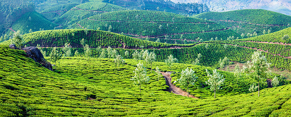 Image showing Panorama of green tea plantations on sunrise in Kerala, India