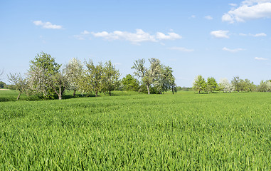 Image showing fruit trees at spring time