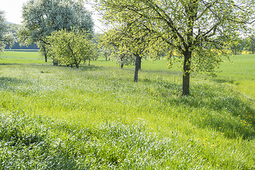 Image showing fruit trees at spring time