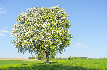 Image showing fruit tree at spring time