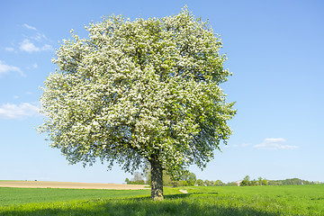 Image showing fruit tree at spring time