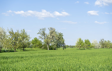 Image showing fruit trees at spring time