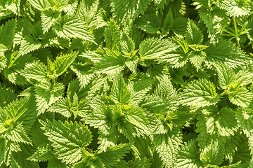 Image showing sunny stinging-nettle leaves