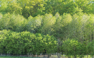 Image showing treetops at springtime