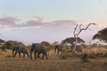 Image showing Elephants in front of Kilimanjaro, Amboseli, Kenya