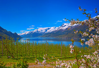 Image showing Hardanger fjord in Norway