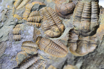 Image showing trilobite fossil background