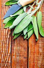 Image showing fresh sage