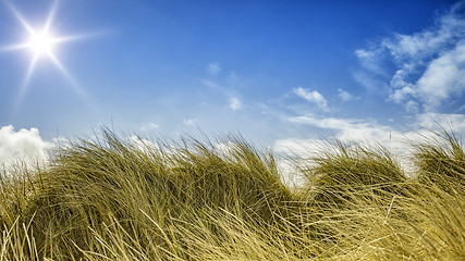 Image showing grass and sky background