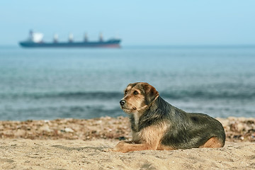 Image showing Stray Dog on the Shore