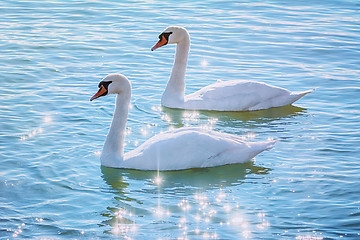 Image showing Swans on the Lake