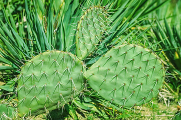 Image showing Cactus in Botanical Garden