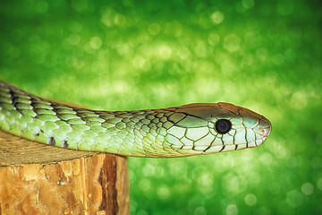 Image showing Green Snake