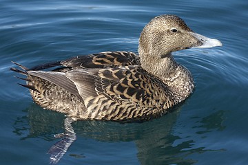 Image showing Common Eider