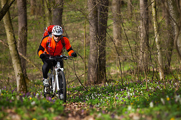 Image showing Mountain Bike cyclist riding single track