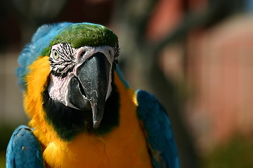 Image showing Macaw (3263)