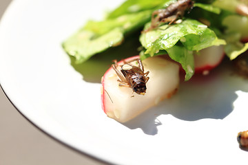 Image showing cricket and vegetable salad