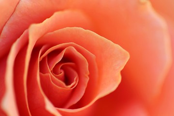 Image showing Soft Rose Petals (2754)
