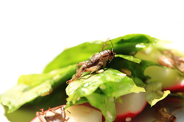 Image showing cricket and vegetable salad