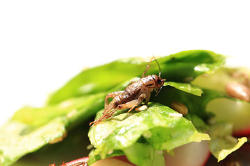 Image showing cricket and vegetable salad