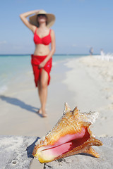 Image showing Life is a Beach (Conch)