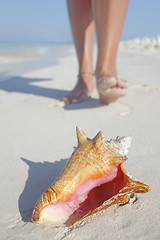 Image showing Life is a Beach (Conch)