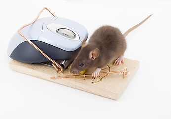 Image showing Clever Mouse