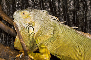 Image showing Iguana iguana