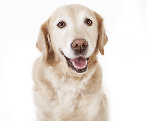 Image showing golden retriever isolated