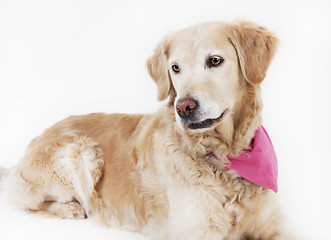 Image showing golden retriever lying