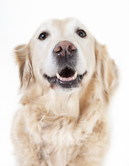 Image showing golden retriever head