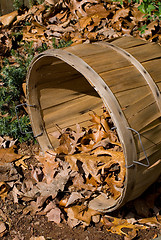 Image showing Leaf Basket