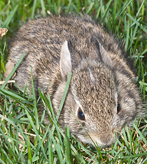 Image showing Baby Bunny