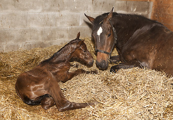 Image showing Mare with foal after birth