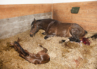 Image showing Mare gave birth to foals