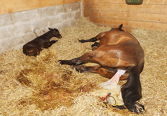 Image showing foaling