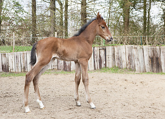 Image showing brown Warmblood foals