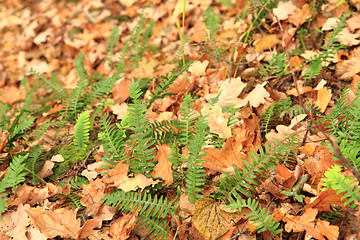 Image showing wall fern plant with sweet root