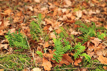 Image showing wall fern plant with sweet root