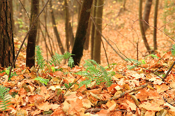 Image showing wall fern plant with sweet root