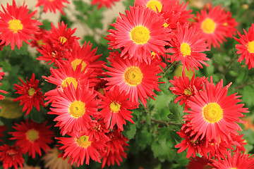 Image showing red autumn flowers