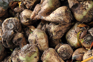 Image showing sugar beet roots