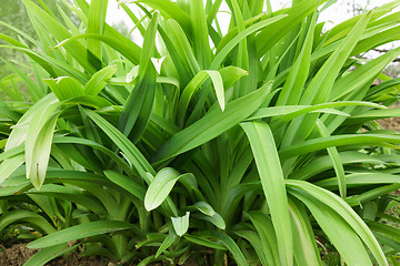 Image showing Long leaves of flowers