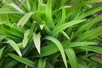 Image showing Long leaves of flowers