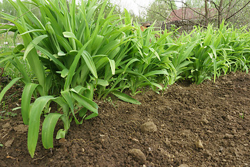 Image showing Long leaves