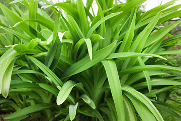 Image showing Long leaves of flowers