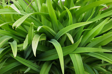 Image showing Long leaves of flowers