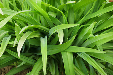 Image showing Long leaves of flowers