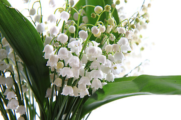 Image showing lily of valley